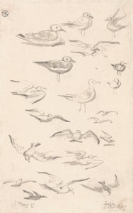 Studi di Gabbiani
